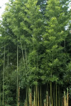 Temple Bamboo (Semiarundinaria Fastuosa) - 3 Gallon Pot (2-4') -Outlet Leaf Echoes Store Bamboo Temple 20 1