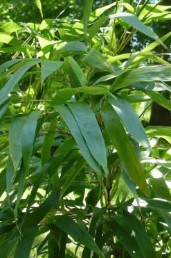 Temple Bamboo (Semiarundinaria Fastuosa) - 3 Gallon Pot (4-6'+) -Outlet Leaf Echoes Store Bamboo Temple 6