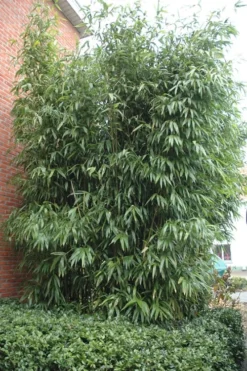 Temple Bamboo (Semiarundinaria Fastuosa) - 3 Gallon Pot (4-6'+) -Outlet Leaf Echoes Store Bamboo Temple 9