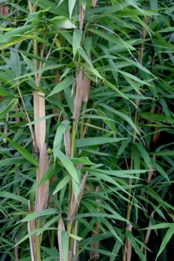Tonkin Cane Tea Stick Bamboo - Pseudosasa Amabilis - 3 Gallon Pot 10 Tonkin Cane Tea Stick Bamboo - Pseudosasa Amabilis - 3 Gallon Pot -Outlet Leaf Echoes Store Bamboo Tonkin Cane 12