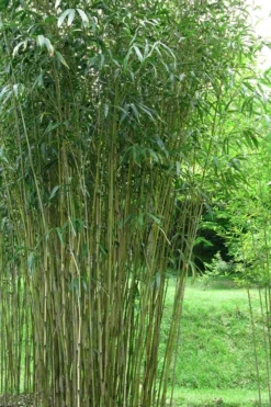 Tonkin Cane Tea Stick Bamboo - Pseudosasa Amabilis - 3 Gallon Pot 9 Tonkin Cane Tea Stick Bamboo - Pseudosasa Amabilis - 3 Gallon Pot -Outlet Leaf Echoes Store Bamboo Tonkin Cane 21
