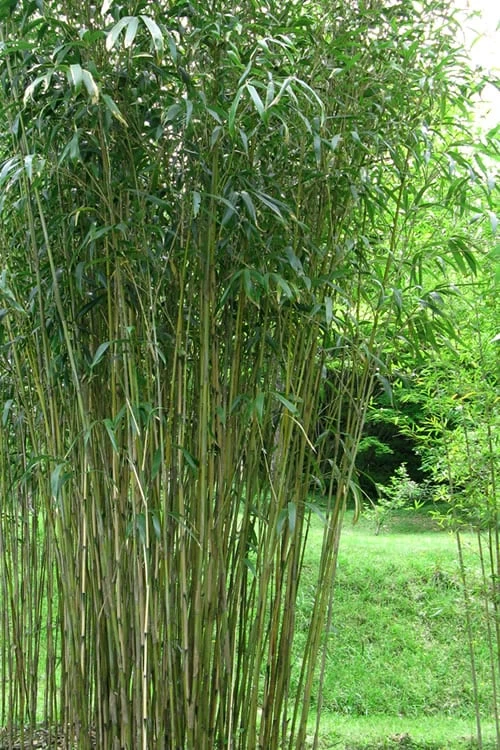 Tonkin Cane Tea Stick Bamboo - Pseudosasa Amabilis - 3 Gallon Pot 4 Tonkin Cane Tea Stick Bamboo - Pseudosasa Amabilis - 3 Gallon Pot - Image 4