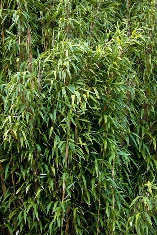 Tonkin Cane Tea Stick Bamboo - Pseudosasa Amabilis - 3 Gallon Pot 6 Tonkin Cane Tea Stick Bamboo - Pseudosasa Amabilis - 3 Gallon Pot - Image 6