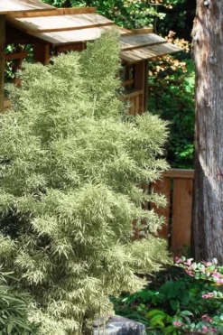 Variegated Chinese Temple Bamboo - Sinobambusa Tootsik 'Albostriata' - 3 Gallon Pot -Outlet Leaf Echoes Store Bamboo Variegated Chinese Temple Bamboo 5