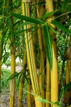 Asian Lemon Bamboo (Bambusa Eutuldoides 'Viridivittata') - 3 Gallon Pot -Outlet Leaf Echoes Store Bamboo Viridivittata 3