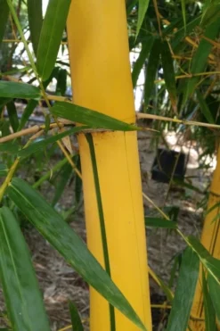 Asian Lemon Bamboo (Bambusa Eutuldoides 'Viridivittata') - 3 Gallon Pot -Outlet Leaf Echoes Store Bamboo Viridivittata 6