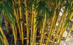 Asian Lemon Bamboo (Bambusa Eutuldoides 'Viridivittata') - 3 Gallon Pot -Outlet Leaf Echoes Store Bamboo Viridivittata 7