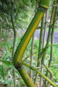 Yellow Groove Bamboo (Phyllostachys Aureosulcata) - 3 Gallon Pot (4-6'+) -Outlet Leaf Echoes Store Bamboo Yellow Groove 11