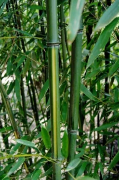 Yellow Groove Bamboo (Phyllostachys Aureosulcata) - 3 Gallon Pot (4-6'+) -Outlet Leaf Echoes Store Bamboo Yellow Groove 9
