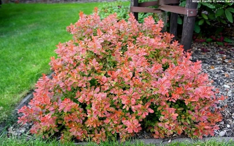 Admiration Barberry - 1 Gallon Pot 5 Admiration Barberry - 1 Gallon Pot - Image 5