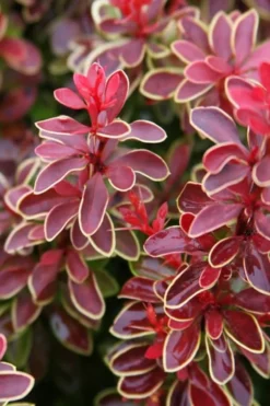 Admiration Barberry - 1 Gallon Pot 12 Admiration Barberry - 1 Gallon Pot -Outlet Leaf Echoes Store Barberry Admiration 15 1