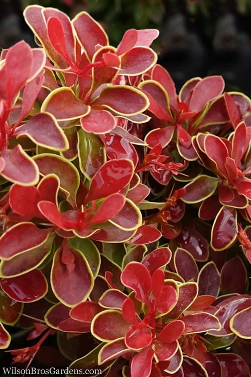 Admiration Barberry - 1 Gallon Pot 1 Admiration Barberry - 1 Gallon Pot