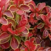 Admiration Barberry - 2 Gallon Pot