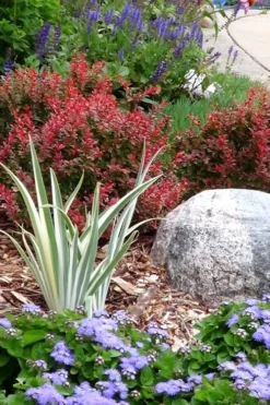 Admiration Barberry - 1 Gallon Pot 10 Admiration Barberry - 1 Gallon Pot -Outlet Leaf Echoes Store Barberry Admiration 7 1