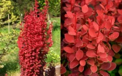 Orange Rocket Barberry - 2 Gallon Pot -Outlet Leaf Echoes Store Barberry Orange Rocket 2