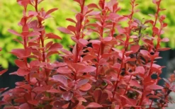 Orange Rocket Barberry - 2 Gallon Pot -Outlet Leaf Echoes Store Barberry Orange Rocket