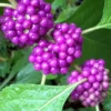 American Beautyberry - 3 Gallon Pot