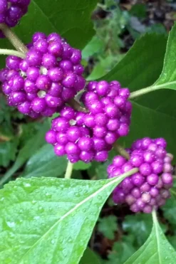 American Beautyberry Bush - 2.5 Gallon Pot