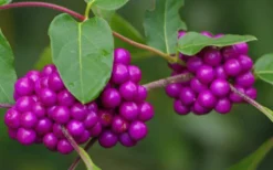 American Beautyberry Bush - 2.5 Gallon Pot -Outlet Leaf Echoes Store Beautyberry American Berries Closeup