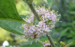 American Beautyberry Bush - 2.5 Gallon Pot -Outlet Leaf Echoes Store Beautyberry American Flowers
