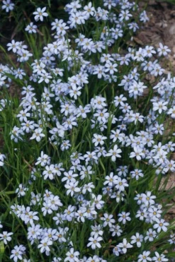 Suwanee Blue-Eyed Grass - 3 Pack Of Quart Pots -Outlet Leaf Echoes Store Blue eyed grass suwannee 1