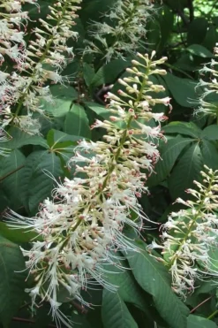 White Bottlebrush Buckeye - Aesculus Parviflora - 7 Gallon Pot (5-6')