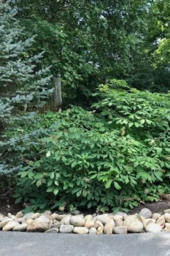 White Bottlebrush Buckeye - Aesculus Parviflora - 7 Gallon Pot (5-6') -Outlet Leaf Echoes Store Bottlebrush Buckeye White 12