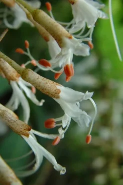 White Bottlebrush Buckeye - Aesculus Parviflora - 7 Gallon Pot (5-6') -Outlet Leaf Echoes Store Bottlebrush Buckeye White 8