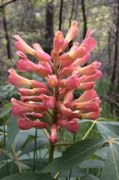 Painted Buckeye (Aesculus Sylvatica) - 1 Gallon Pot