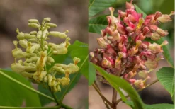 Painted Buckeye (Aesculus Sylvatica) - 1 Gallon Pot 9 Painted Buckeye (Aesculus Sylvatica) - 1 Gallon Pot -Outlet Leaf Echoes Store Buckeye Painted 4