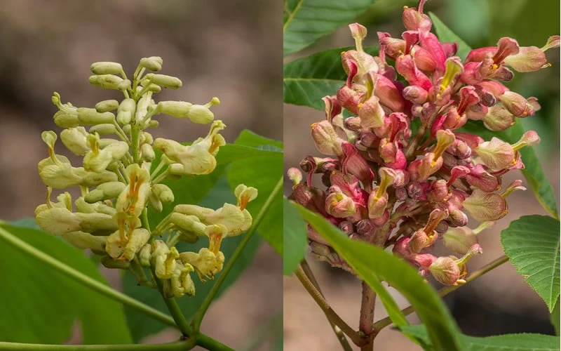 Painted Buckeye (Aesculus Sylvatica) - 1 Gallon Pot 4 Painted Buckeye (Aesculus Sylvatica) - 1 Gallon Pot - Image 4