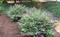Lo & Behold Blue Chip Dwarf Butterfly Bush - 3 Gallon Pot 13 Lo & Behold Blue Chip Dwarf Butterfly Bush - 3 Gallon Pot -Outlet Leaf Echoes Store Butterfly Bush Blue Chip 50