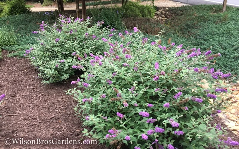 Lo & Behold Blue Chip Dwarf Butterfly Bush - 3 Gallon Pot 5 Lo & Behold Blue Chip Dwarf Butterfly Bush - 3 Gallon Pot - Image 5