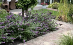 Lo & Behold Blue Chip Dwarf Butterfly Bush - 3 Gallon Pot 17 Lo & Behold Blue Chip Dwarf Butterfly Bush - 3 Gallon Pot -Outlet Leaf Echoes Store Butterfly Bush Blue Chip Massed 2