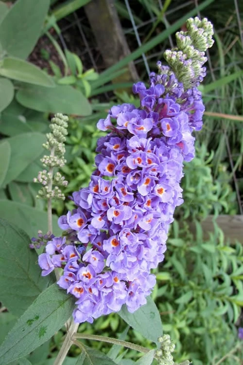 Lo & Behold Blue Chip Dwarf Butterfly Bush - 3 Gallon Pot 1 Lo & Behold Blue Chip Dwarf Butterfly Bush - 3 Gallon Pot