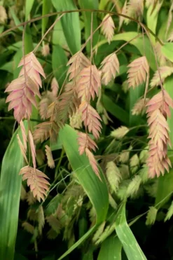 Upland Sea Oats (Chasmanthium Latifolium) - 6 Pack Of 1 Gallon Pots -Outlet Leaf Echoes Store Chasmanthium 10