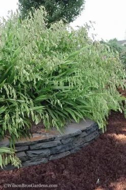 Upland Sea Oats (Chasmanthium Latifolium) - 6 Pack Of 1 Gallon Pots -Outlet Leaf Echoes Store Chasmanthium Latifolium 6