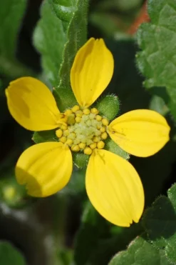 Chrysogonum Green And Gold (Goldenstar) - 10 Pack Of 4" Pots -Outlet Leaf Echoes Store Chrysogonum virginianum Green And Gold 1