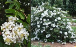 Acoma Weeping White Crape Myrtle - 5 Gallon Pot -Outlet Leaf Echoes Store Crape Myrtle Acoma 3