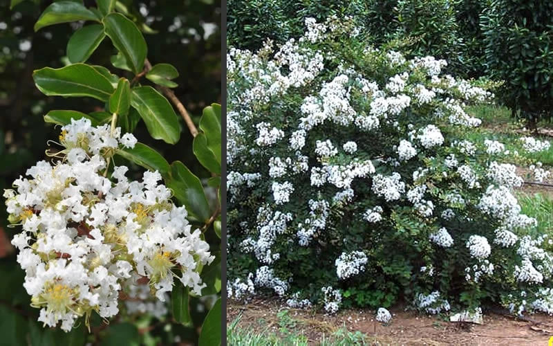 Acoma Weeping White Crape Myrtle - 1 Gallon Pot 6 Acoma Weeping White Crape Myrtle - 1 Gallon Pot - Image 6