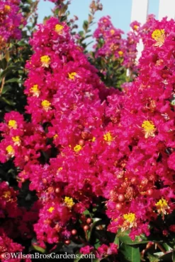 Berry Dazzle Dwarf Crape Myrtle - 1 Gallon Pot -Outlet Leaf Echoes Store Crape Myrtle Berry Dazzle 11