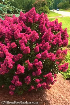 Berry Dazzle Dwarf Crape Myrtle - 1 Gallon Pot -Outlet Leaf Echoes Store Crape Myrtle Berry Dazzle 14