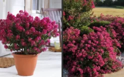 Berry Dazzle Dwarf Crape Myrtle - 3 Gallon Pot -Outlet Leaf Echoes Store Crape Myrtle Berry Dazzle 2