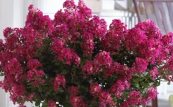 Berry Dazzle Dwarf Crape Myrtle - 3 Gallon Pot -Outlet Leaf Echoes Store Crape Myrtle Berry Dazzle 3