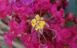 Berry Dazzle Dwarf Crape Myrtle - 3 Gallon Pot -Outlet Leaf Echoes Store Crape Myrtle Berry Dazzle 4