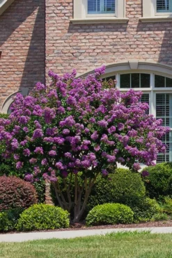 Catawba Purple Crape Myrtle - 3 Gallon Pot -Outlet Leaf Echoes Store Crape Myrtle Catawba 5