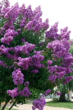 Catawba Purple Crape Myrtle - 3 Gallon Pot -Outlet Leaf Echoes Store Crape Myrtle Catawba 500x750 1