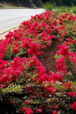 Cherry Dazzle Dwarf Crape Myrtle - 3 Gallon Pot -Outlet Leaf Echoes Store Crape Myrtle Cherry Dazzle 31