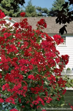 Colorama Scarlet Red Crape Myrtle - 5 Gallon Pot -Outlet Leaf Echoes Store Crape Myrtle Colorama Scarlet 1