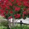 Colorama Scarlet Red Crape Myrtle - 5 Gallon Pot